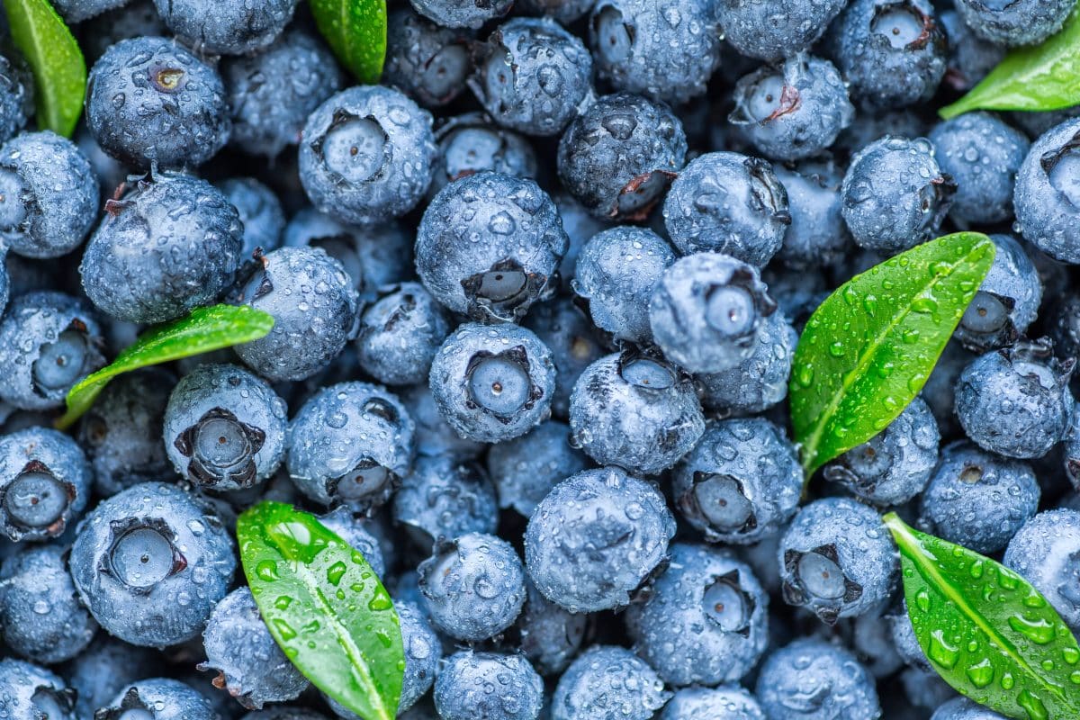 blueberries FODMAP