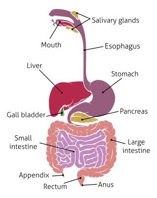 10 signs of an unhealthy gut